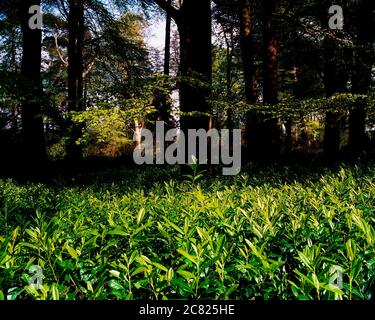 Fernhill Gardens, Co Dublin, Irland; Lawn Of Laurel Stockfoto