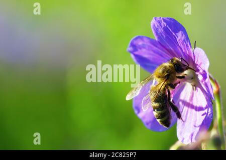 Honigbiene Pollen sammeln von Violett wildflower Stockfoto