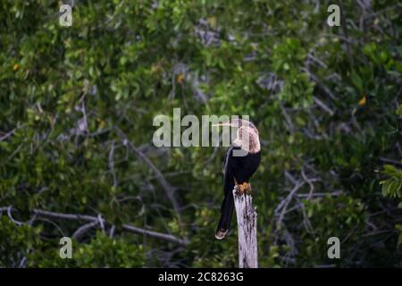 Eine weibliche Anhinga, Anhinga anhinga, die auf einem Stumpf im Biosphärenreservat Ria Lagartos in Mexiko thront. Auch bekannt als Snakebird oder American Darter. Stockfoto