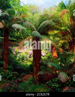 Derreen Gardens, Co Kerry, Irland; Baumfarn (Dicksonia Antarctica) Stockfoto