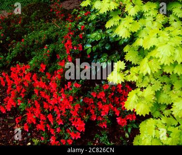 Acer Und Azaleas, Spring, Ardcarrig, Co Galway, Irland Stockfoto