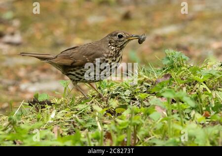 Eine Song-Drossel mit einer Schnecke im Schnabel, Chipping, Preston, Lancashire.UK Stockfoto