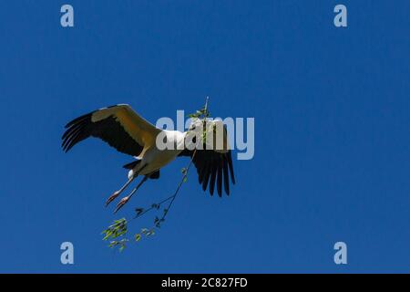 Ein Holzstorch, Mycteria americana, im Flug, der Nistmaterial trägt. St. Augustine, Florida, USA. Stockfoto