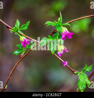 Salmonberry (Rubus spectabilis) blüht im Green Timbers Forest; British Columbia, Kanada Stockfoto