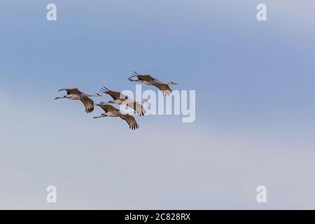 Vier Sandhill Cranes, Antigone canadensis, im Flug am frühen Morgen im Bosque del Apache National Wildlife Refuge, New Mexico, USA. Stockfoto