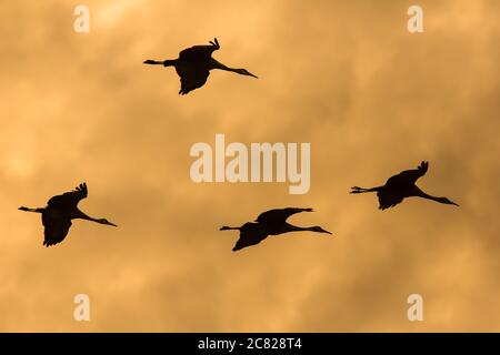 Vier Sandhill Cranes, Antigone canadensis, im Flug mit bunten Sonnenuntergangswolken im Bosque del Apache National Wildlife Refuge, New Mexico. Stockfoto