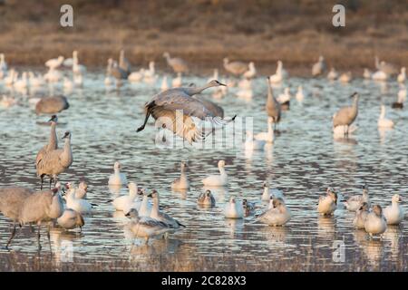 Ein Sandhill Crane, Antigone canadensis, fliegt im Bosque del Apache National Wildlife Refuge, New Mexico, USA. Eine große Herde Schneegäse, Stockfoto