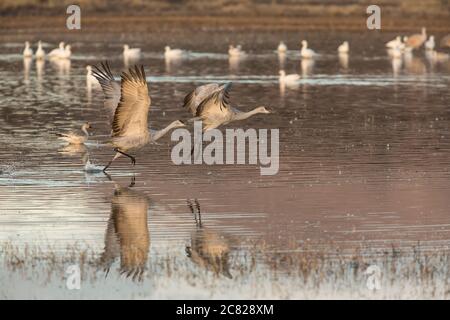 Zwei Sandhill Cranes, Antigone canadensis, fliegen im Bosque del Apache National Wildlife Refuge, New Mexico, USA. Eine Herde Schneeggänse, Che Stockfoto