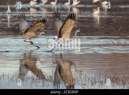 Zwei Sandhill Cranes, Antigone canadensis, fliegen im Bosque del Apache National Wildlife Refuge, New Mexico, USA. Stockfoto