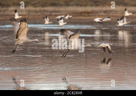 Zwei Sandhill Cranes, Antigone canadensis, fliegen im Bosque del Apache National Wildlife Refuge, New Mexico, USA, zusammen mit einer Schar Schnee ge Stockfoto