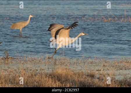 Ein Sandhill Crane, Antigone canadensis, fliegt im Bosque del Apache National Wildlife Refuge, New Mexico, USA. Stockfoto