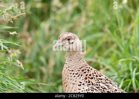 Porträt eines weiblichen Fasanenwels, Phasianus colchicus der Fasanenfamilie Phasianidae Stockfoto