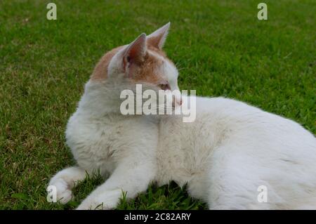 Eine junge weiße und gelbe Katze ruht auf dem Gras und schaut nach rechts Stockfoto