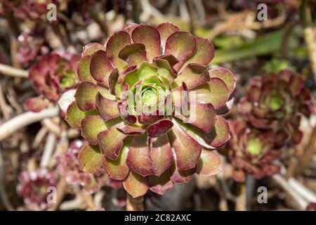 Rosettenblätter von Aeonium arboreum, der Baum aeonium, Baum houseleek oder irische Rose Stockfoto