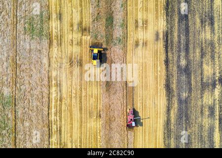 Luftaufnahme des Mähdreschers Ernte Weizen im Sommer Stockfoto