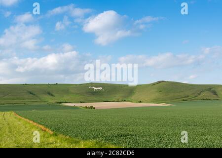 Alton Barnes White Horse in der Nähe der Honey Street in Wiltshire, England, Großbritannien Stockfoto