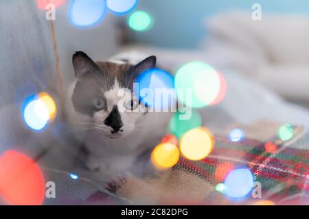 Nahaufnahme. Schwarz-weiße Katze mit blauen Augen schaut in farbige Lichter Stockfoto