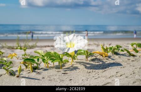 Folly Beach South Carolina - Beach Morning Glory - Wildflower wächst am Folly Beach im Juli. Diese Blüten sind erstaunlich, und machen Folly Beach genial Stockfoto