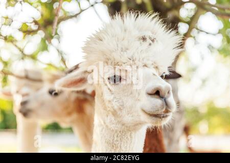 Süße Alpaka mit lustiger Gesichtsentspannung auf der Ranch im Sommertag. Heimische Alpakas weiden auf der Weide in naturbelassener Ökofarm, ländlicher Hintergrund. Tierpflege und ökologisches Anbaukonzept Stockfoto