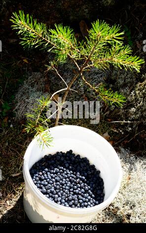 Reife Heidelbeeren in einem weißen Plastikeimer im Wald neben einem Kiefernsprieß Stockfoto