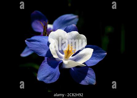 17. Juli 2020: Columbine Wildblumen sind am Höhepunkt ihrer Saison entlang Colorado West Maroon Trail, Gunnison National Forest, Crested Butte, Colorado. Stockfoto