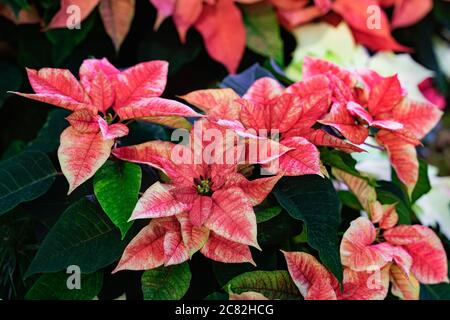 Rosa Poinsettia, Euphorbia pulcherrima, weihnachtsstern, einzigartige Schattierungen, verschiedene Urlaubspflanzen. Selektiver Fokus. Weihnachten, Winterurlaub, Happy New Stockfoto