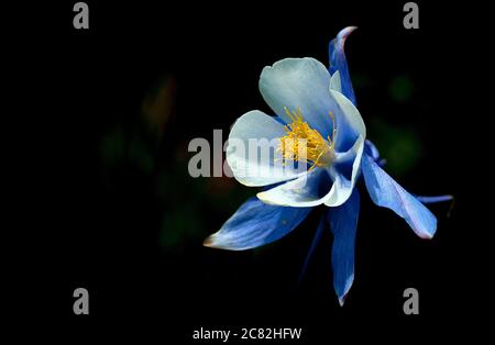 17. Juli 2020: Columbine Wildblumen sind am Höhepunkt ihrer Saison entlang Colorado West Maroon Trail, Gunnison National Forest, Crested Butte, Colorado. Stockfoto