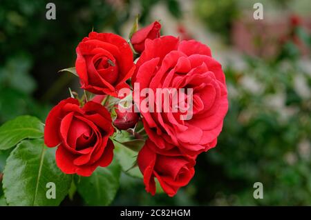 Rose GRANDHOTEL 'mactel', rote Blumen, Rosen auf gedämpftem Hintergrund, schön fotografiert, aus nächster Nähe, in voller Blüte Stockfoto