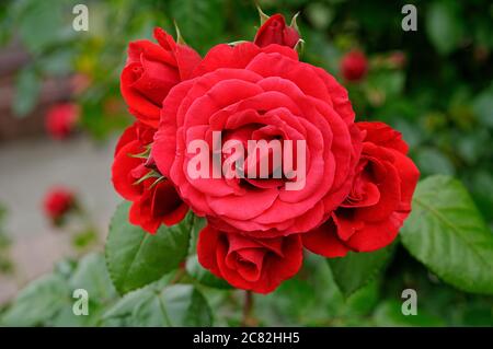 Rose GRANDHOTEL 'mactel', rote Blumen, Rosen auf gedämpftem Hintergrund, schön fotografiert, aus nächster Nähe, in voller Blüte Stockfoto