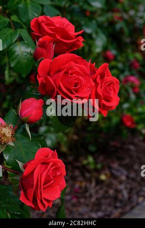 Rose GRANDHOTEL 'mactel', rote Blumen, Rosen auf gedämpftem Hintergrund, schön fotografiert, aus nächster Nähe, in voller Blüte Stockfoto