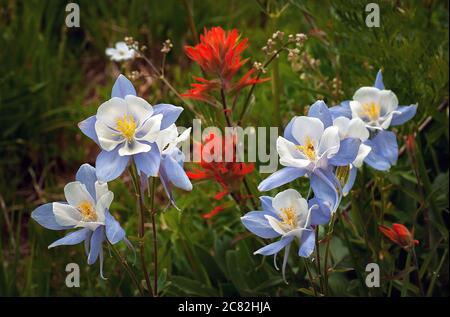 17. Juli 2020: Columbine und indische Pinsel Wildblumen mischen sich entlang Colorado West Maroon Trail, Gunnison National Forest, Crested Butte, Colorado. Stockfoto