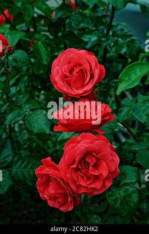 Rose GRANDHOTEL 'mactel', rote Blumen, Rosen auf gedämpftem Hintergrund, schön fotografiert, aus nächster Nähe, in voller Blüte Stockfoto