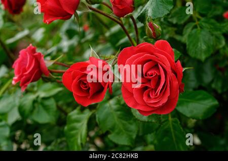 Rose GRANDHOTEL 'mactel', rote Blumen, Rosen auf gedämpftem Hintergrund, schön fotografiert, aus nächster Nähe, in voller Blüte Stockfoto