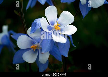 17. Juli 2020: Columbine Wildblumen sind am Höhepunkt ihrer Saison entlang Colorado West Maroon Trail, Gunnison National Forest, Crested Butte, Colorado. Stockfoto