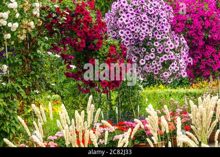Bunte Blumen hängen in Töpfen im juli Garten Petunien Stockfoto