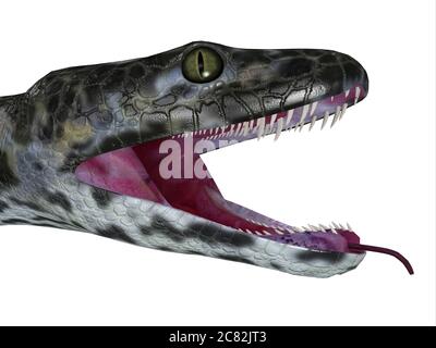 Diese räuberische fleischfressende Titanoboa-Schlange lebte während der Paläozän-Periode von Kolumbien, Südamerika. Stockfoto