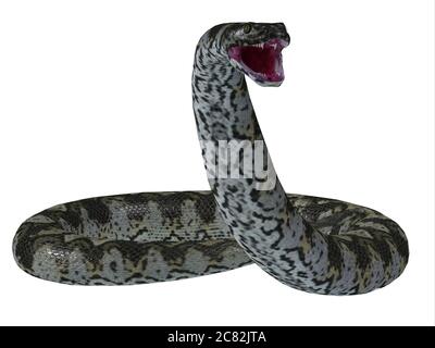 Diese räuberische fleischfressende Titanoboa-Schlange lebte während der Paläozän-Periode von Kolumbien, Südamerika. Stockfoto