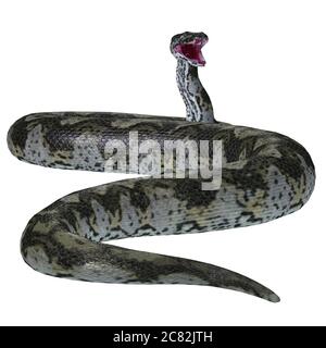 Diese räuberische fleischfressende Titanoboa-Schlange lebte während der Paläozän-Periode von Kolumbien, Südamerika. Stockfoto