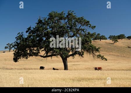 Weidevieh unter einer klassischen großen Eiche in San Luis Obispo County, Kalifornien Stockfoto