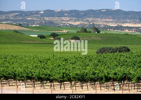 Sanfte Hügel mit Weinbergen in der Weinregion Paso Robles in Zentralkalifornien Stockfoto