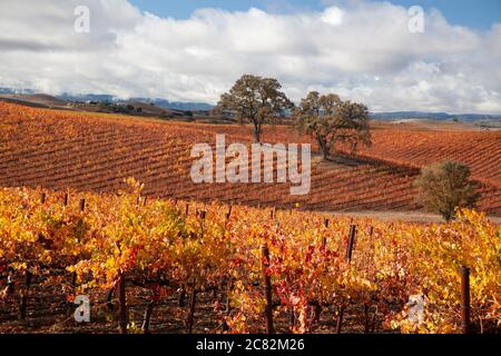 Schöne Herbstfarben in den Weinbergen unter den Eichen in Paso Robles Weinland, Kalifornien Stockfoto