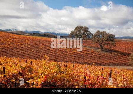 Schöne Herbstfarben in den Weinbergen unter den Eichen in Paso Robles Weinland, Kalifornien Stockfoto