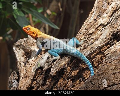 Porträt von bunten männlichen gemeinsamen Agama, rotköpfigen Rock-Agama, oder Regenbogen-Agama (Agama Agama) sonnen sich auf Baumstamm in Galana Provinz, Kenia, Afrika Stockfoto