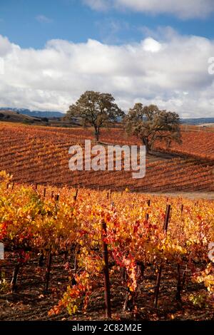 Schöne Herbstfarben in den Weinbergen unter den Eichen in Paso Robles Weinland, Kalifornien Stockfoto