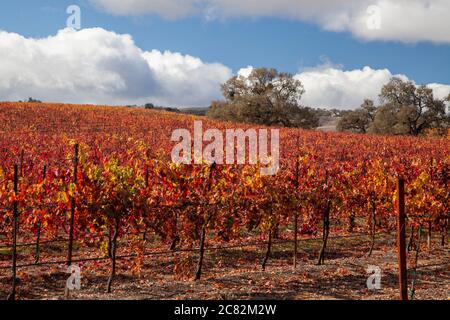 Schöne Herbstfarben in den Weinbergen unter den Eichen in Paso Robles Weinland, Kalifornien Stockfoto