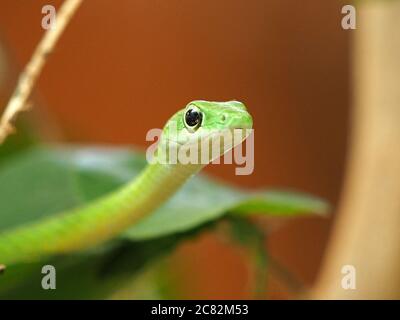 Gewundene afrikanische grüne Wasserschlange (Philothamnus hoplogaster) mit leuchtend beringtem Auge, das durch Äste von Bäumen in der Provinz Galana, Kenia, Afrika gleitet Stockfoto