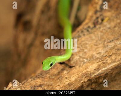 Gewundene afrikanische grüne Wasserschlange (Philothamnus hoplogaster) mit leuchtend beringtem Auge, das durch Äste von Bäumen in der Provinz Galana, Kenia, Afrika gleitet Stockfoto