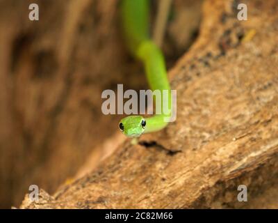 Gewundene afrikanische grüne Wasserschlange (Philothamnus hoplogaster) mit leuchtend beringtem Auge, das durch Äste von Bäumen in der Provinz Galana, Kenia, Afrika gleitet Stockfoto