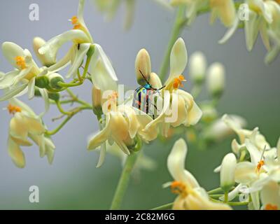 Calidea dregii (Rainbow Shield Bug) oder Afrikanischer Jewel Beetle, der sich auf weißen exotischen Baumblüten im Kulalu Camp, Galana Conservancy, Kenia, Afrika ernährt Stockfoto
