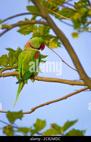 Grün roter Sittich. Natürlicher Hintergrund. Alexandriner Sittich. Psittacula eupatria. Stockfoto